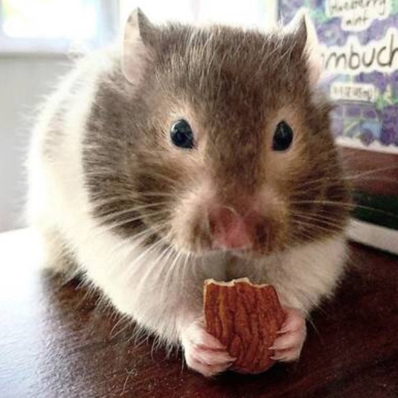 Price is too high?  Give “make an offer a try!” 🌻 - Picture 9 of 13